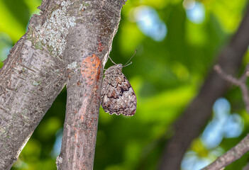 colorful little butterflies continue their generations in parks in the city