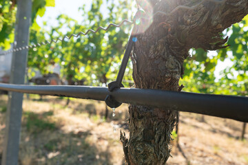Bewässerungsschlauch am Rebstock im Weinbau