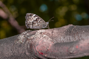 colorful little butterflies continue their generations in parks in the city