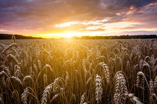 Wheat on the field at sunset. Global food crisis.