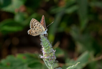 colorful little butterflies continue their generations in parks in the city