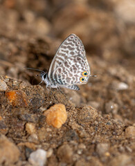 colorful little butterflies continue their generations in parks in the city