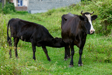 Naklejka na ściany i meble A calf drinks milk from a cow's udder. Feeding of baby animal