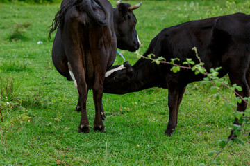 Obraz premium A calf drinks milk from a cow's udder. Feeding of baby animals 