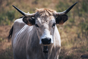 White cow with horns looking straight ahead with an identifying sign on its ears with the number 2777 on it with selective focus