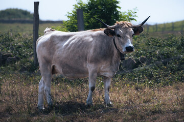 White cow with horns and bell with an identification sign in its ears with the number 2777 in a rural area