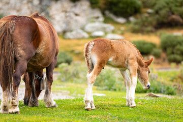 Obraz na płótnie Canvas Potro de raza Caballo Pirenaico Catalán (Cavall Pirienc Català) al lado de su madre (yegua) en un prado de los Pirineos