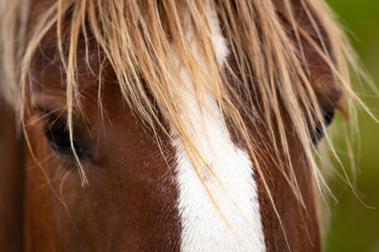 Retrato de una yegua castaña de raza Caballo Pirenaico Catalán (Cavall Pirienc Català)
