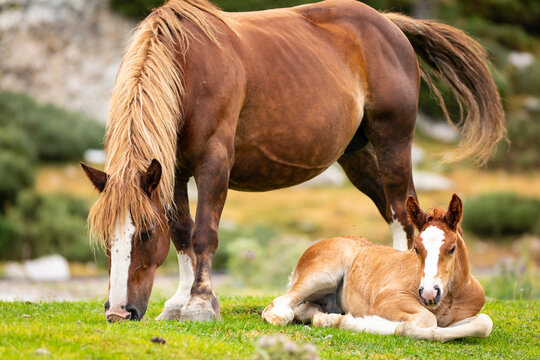 Potro de raza Caballo Pirenaico Catal&aacute;n (Cavall Pirienc Catal&agrave;) tumbado en un prado al lado de su madre (yegua). Pirineos.