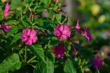 Obraz premium Night Beauty ( Mirabilis jalapa ) is a popular ornamental plant