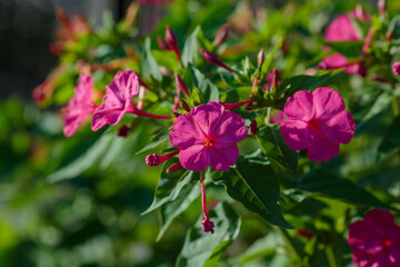 Fototapeta premium Night Beauty ( Mirabilis jalapa ) is a popular ornamental plant