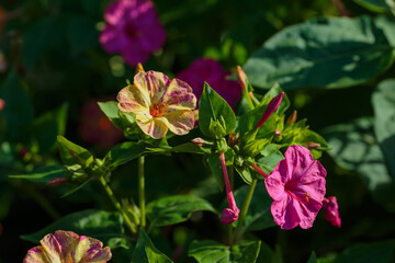 Obraz premium Night Beauty ( Mirabilis jalapa ) is a popular ornamental plant