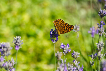 Silver-washed Fritillary butterfly (Argynnis paphia) sitting on lavender in Zurich, Switzerland