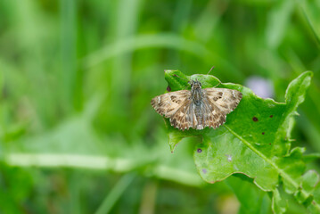 Mallow skipper (Carcharodus alceae) butterfly perched on green leaf in Zurich, Switzerland