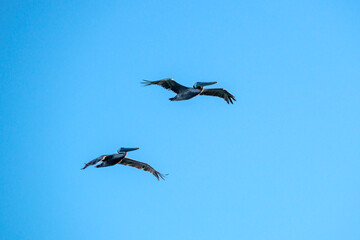 Two Brown Pelicans soaring in a clear blue sky; copy space.