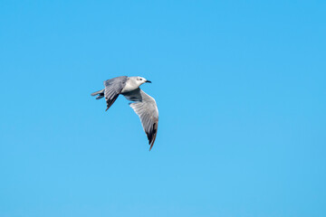 Fototapeta na wymiar Young Laughing Gull flying in clear blue sky; copy space.