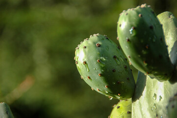 Close-up of prickly pears on the plant with water droplets and a blurred green background