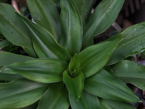 Top view of Callisia fragrans (Basket plant) with water drops in home garden during the daytime