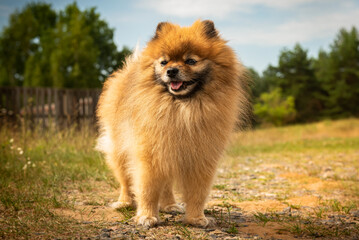 Naklejka na ściany i meble Pomeranian stands on the road in nature in sunny summer weather