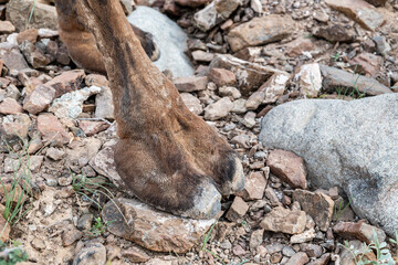 Camel foot close-up, animal body part, science and education themed