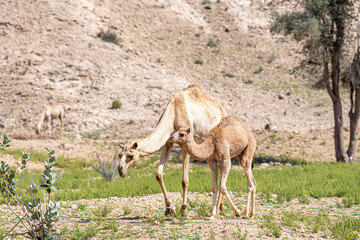 Dromedary Camel Mother and Calf walking in the mountains, Middle East, Arabian Peninsula