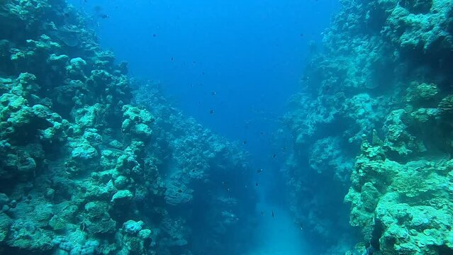 Coral reef and water plants in the Red Sea, Dahab, blue lagoon Sinai Egypt
