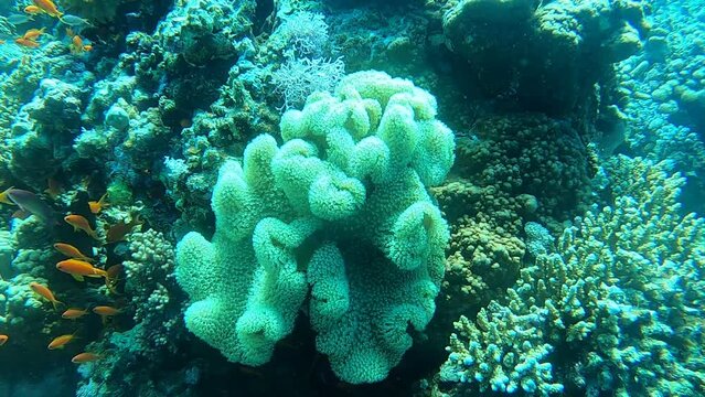 Coral reef and water plants in the Red Sea, Dahab, blue lagoon Sinai Egypt
