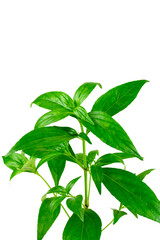 Andrographis paniculata leaf isolated on white background. 