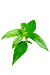 Andrographis paniculata leaf isolated on white background. 
