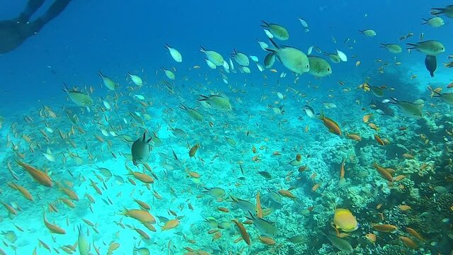Fish swimming in the Red Sea, Dahab, blue lagoon Sinai Egypt
