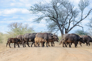 Herd of African or Cape buffaloes walking with young ones in the African bush of South Africa, wildlife in Africa
