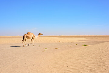 Camel walking in the Desert with large copy space in the blue sky, United Arab Emirates, UAE, Middle East, Arabian Peninsula