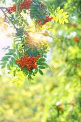 Obraz premium red rowan berries on green tree, abstract blurred natural sunny background. Summer or autumn season. harvest time.