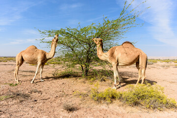 Camels eating in the Acacia forest, Sultanate of OMAN