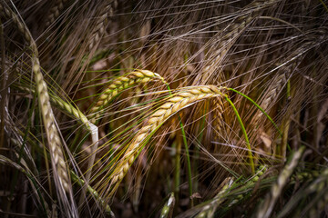 Barley in a field in summer, close up