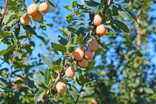 Closeup of isolated yellow ripe mirabelle plums (prunus domestica syriaca) hanging in tree branch - Germany, August