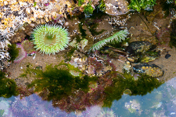 Wild green surf anenome in a tidepool in the Pacific Northwest