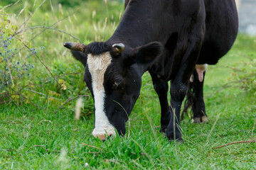 Cow grazing in a pasture close-up