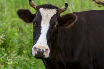 Portrait of a cow in a pasture close-up