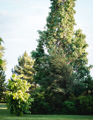 Plantation of trees in a decorative garden, in the foreground is a linden with large leaves, in the background is a pyramidal oak.