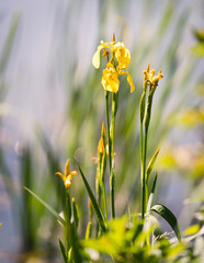 The yellow flower iris, highlighted on a blurred background of nature; yellow and green tones. Focus on the main flower.