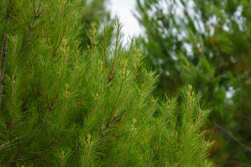 Pine branches are close. Green needles. Coniferous plants