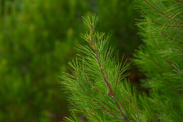 Pine branches are close. Green needles. Coniferous plants