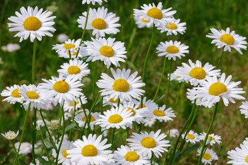 Fototapeta premium White daisies background. Floral rustic summer backrground