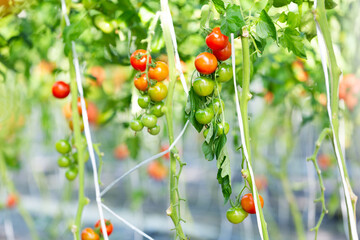 ビニールハウス栽培のプチトマト  