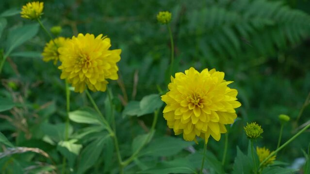 Goldquelle, Cutleaf Coneflower (Rudbeckia laciniata var. Hortensia) in natural ambient - (4K)