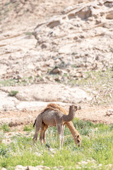 Fototapeta premium A mother and calf in the Middle Eastern desert, animal in the Arabian Peninsula