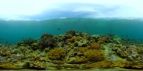 Blue Sea Water and Tropical Fish. Tropical underwater sea fish. Philippines. Virtual Reality 360.