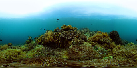 Beautiful underwater landscape with tropical fish and corals. Hard and soft corals, underwater landscape. Travel vacation concept. Philippines. 360 panorama VR
