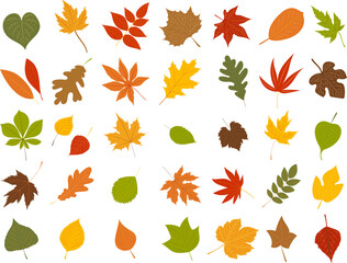 collection leaves autumn set in flat style, isolated, vector - obrazy, fototapety, plakaty
